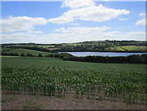 W5072 : Field of maize and the River Lee (Inishcarra Reservoir) by Jonathan Thacker