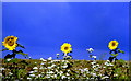 Sunflowers in field, nr Hawkesbury, Gloucestershire 2003