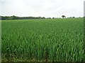 Farmland near Balderton Hall