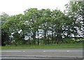 Trees by the A38, Bromsgrove