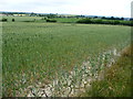 SE3620 : Parched wheat field, on the flanks of Mount Tarry by it by Christine Johnstone