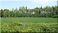 Trees along the B1135