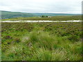 An area of cotton grass. Netherwood Heys, Marsden