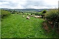 Ewes and lambs