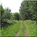 Footpath near Fernhill Wood, Epping Forest