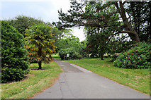 W7871 : Path into Fota Gardens and Arboretum by David Dixon