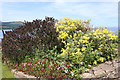 Flower Bed, Brodick