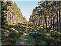 NH6838 : Forest path Inverernie Forest by valenta