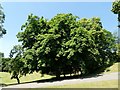 Conker tree in Queen