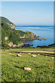 SS6949 : Sheep above Lee Bay by Ian Capper