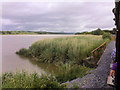 S5410 : River Suir from the Waterford and Suir Valley Railway by David Dixon