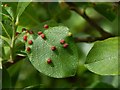NS3976 : Leaf galls on Goat Willow by Lairich Rig