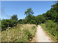 Path in Yeading Brook Meadows