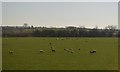 ST6132 : Sheep grazing by N Chadwick