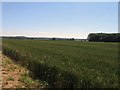 Wheat field