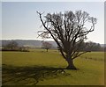 Isolated tree