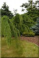 SE6656 : Weeping Conifer, Conifer Garden, Breezy Knees Gardens by Rich Tea