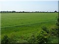 Cereal field on the southern edge of Dereham