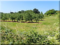 Orchard, Birchend Farm