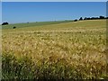 A field of barley