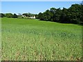 Wheat field near Donnington