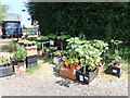 Wayside plant stall