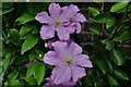 Arundel Castle Gardens: Clematis on the north boundary wall