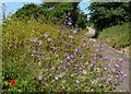 Wildflowers along Lambert