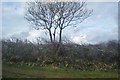 Roadside hedge and tree