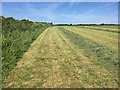 Field of cut hay