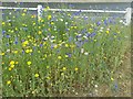 Wild flowers on Ham Village Green