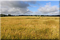 NO7055 : Field of ripening barley at Kirkton of Craig by Adrian Diack