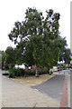 SE3321 : Trees outside Lightwaves Leisure Centre by Geographer
