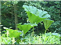 Gunnera manicata