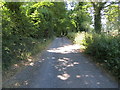 Tree lined Moor Lane heading towards Weston