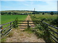 Footpath on track towards Low Moor Farm, North Rigton