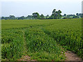 Crop field south of Brewood in Staffordshire