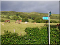 Cattle at Harplaw Farm