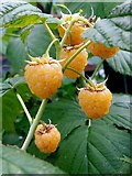 SO6023 : Golden Raspberry, Rubus ellipticus by Jonathan Billinger