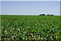 TQ0315 : Crops Near Greatham by Peter Trimming