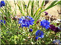 The hoverfly Scaeva pyrastri on cornflowers, Embo