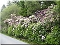 Rhododendrons at Kyllachy House