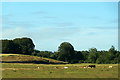 NH7488 : Cattle near Cuthill, Dornoch by Mike Pennington