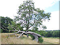 Live and dead trees at the top of Asket Hill