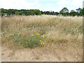 Tall grass at the top of Asket Hill