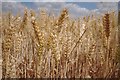 SK9126 : Wheat crop by Bob Harvey
