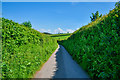 West Somerset : Country Lane