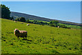 West Somerset : Grassy Field & Sheep