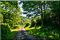 West Somerset : Country Lane