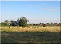 Grazing on Ditton Meadows